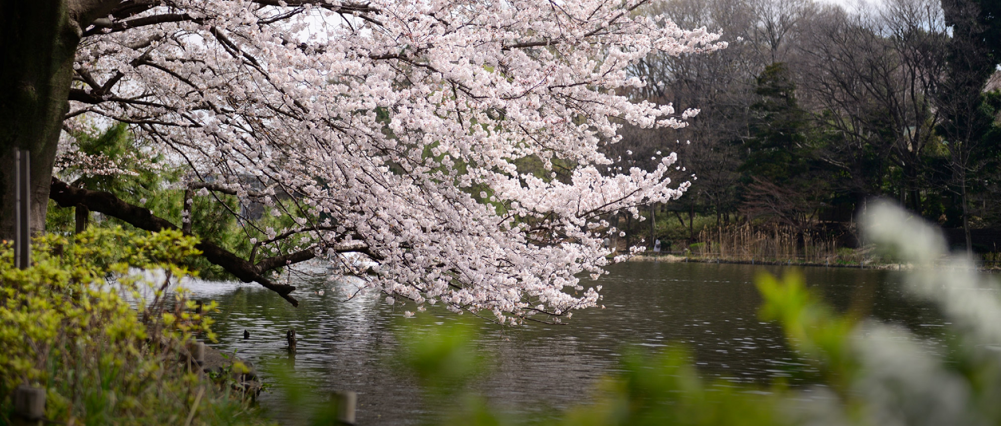 石神井公園